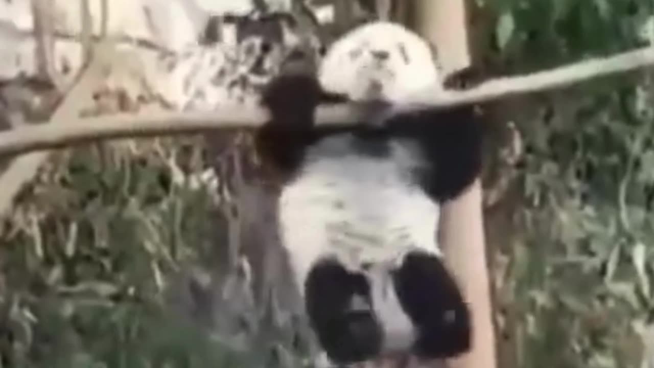 😂😂 Funny animal videos | Cute animal videos | Funny dog & cat videos 😂😂