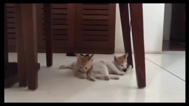 Two Cats Playing Funny 💕😎😽