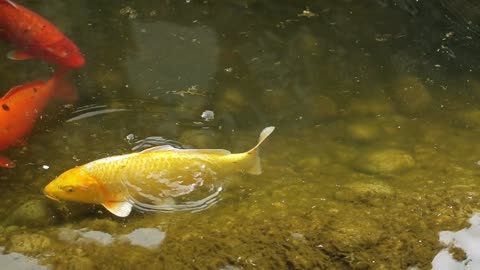 Goldfish swim in the lake. River with fish