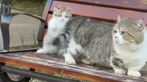 Cat❤️