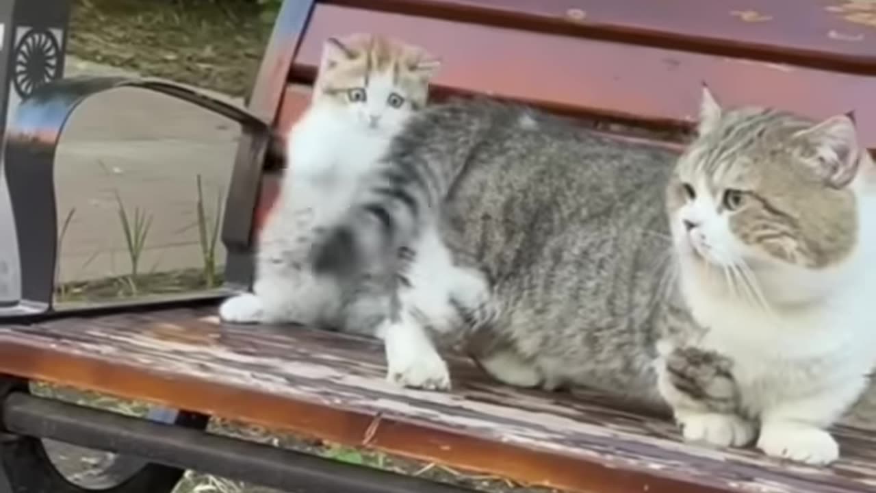 Cat❤️