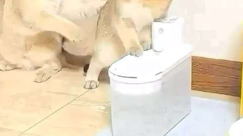 Cute and funny animals video compilation😂😂😂part- 4