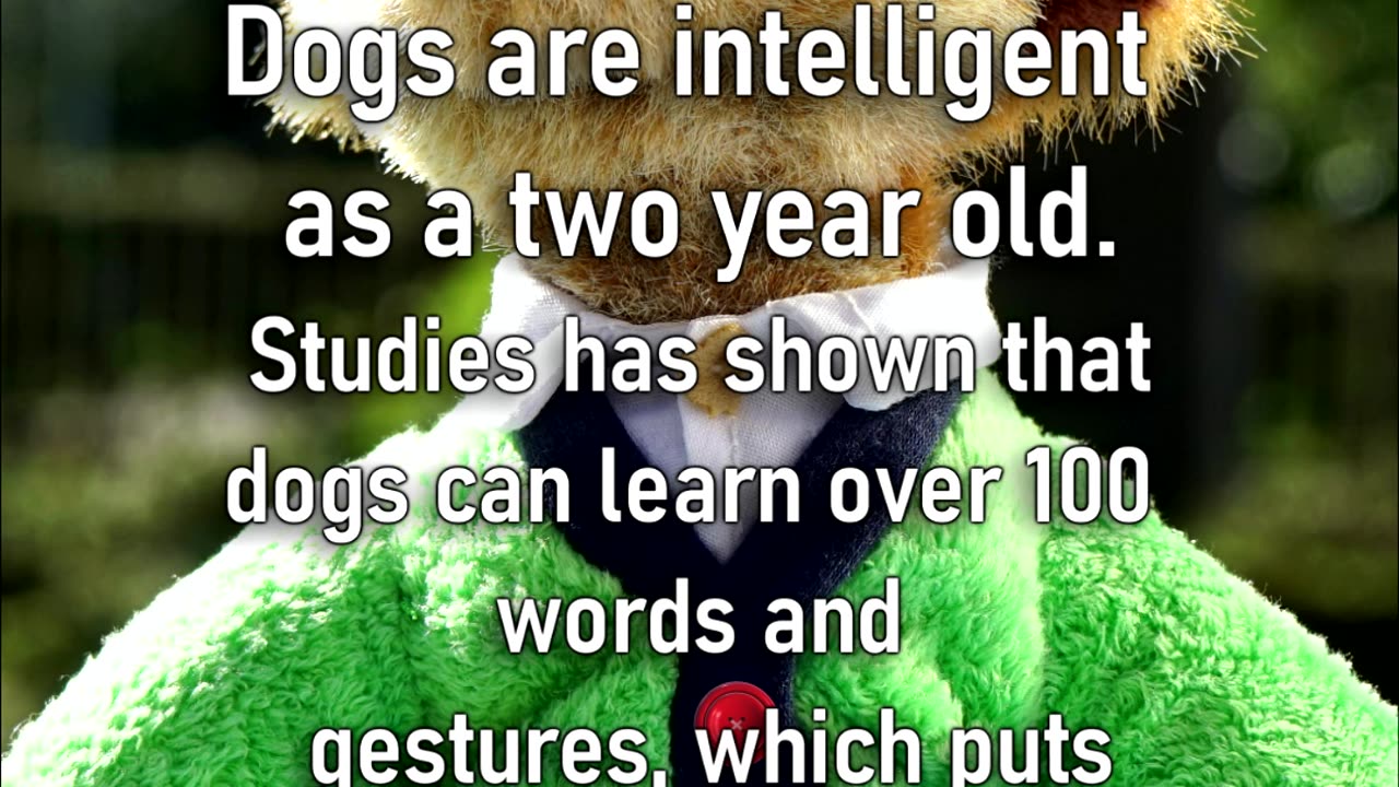 5 Interesting facts about dogs #1