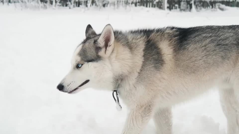 husky dog