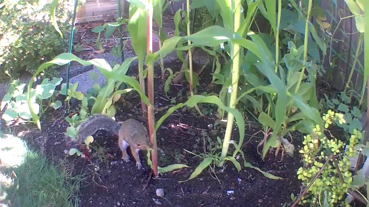 DO NOT Feed Squirrels to Encourage Them to Stay in Your Neighborhood