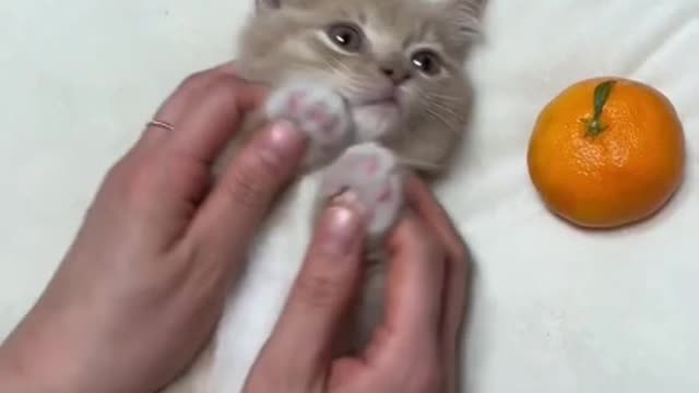 cute cat shorts❤#cat #cutecat