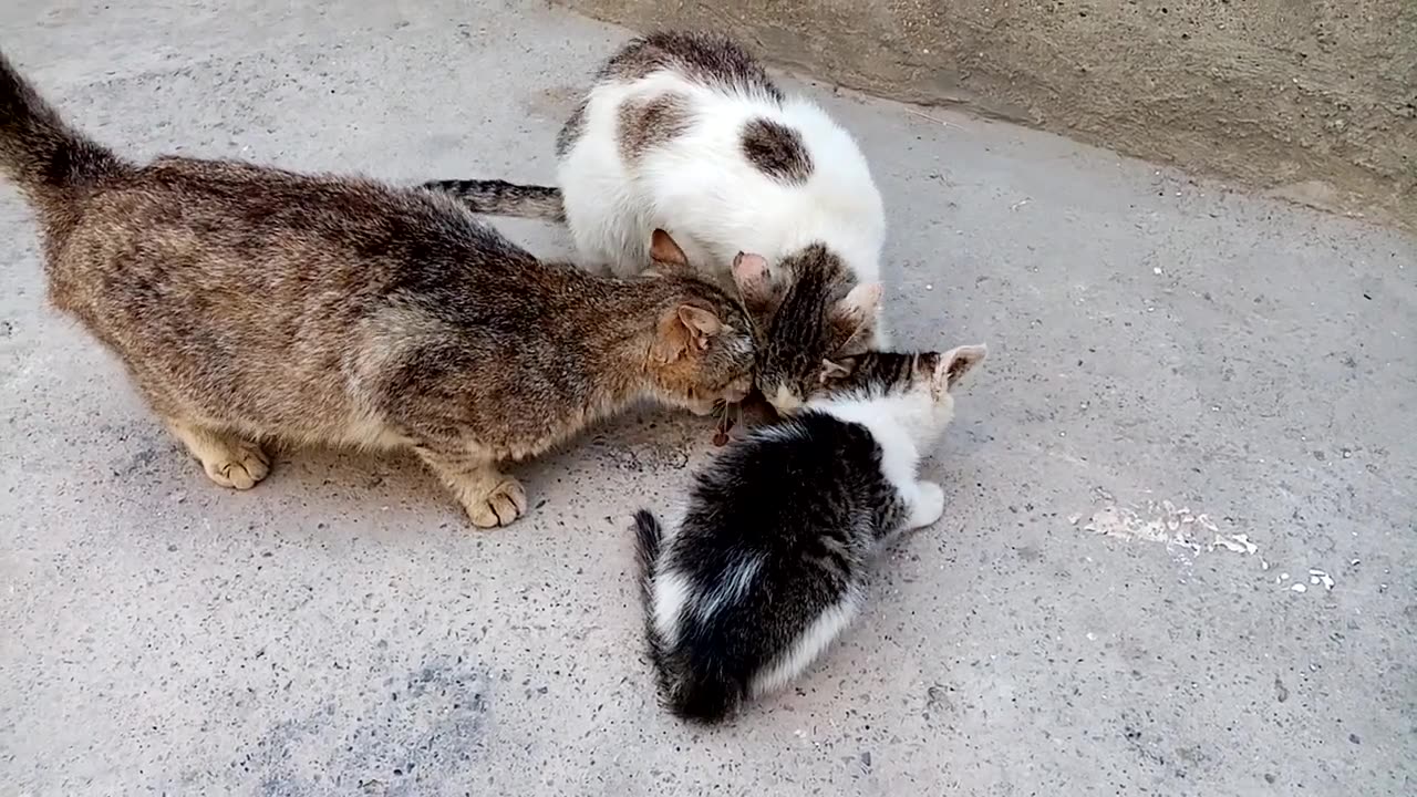 Cute little kittens and cats eat food.