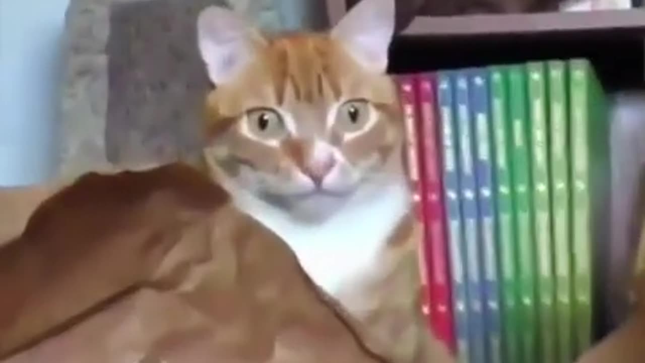 Funny Animals Video Part #18