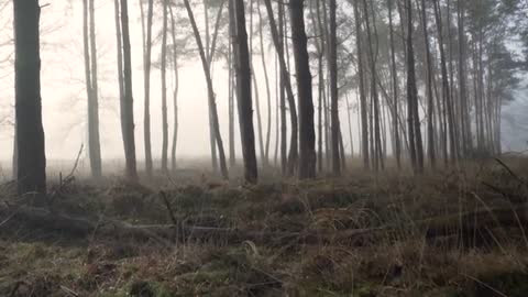 Forest Nature Fog Mist Morning Early Dayligh1