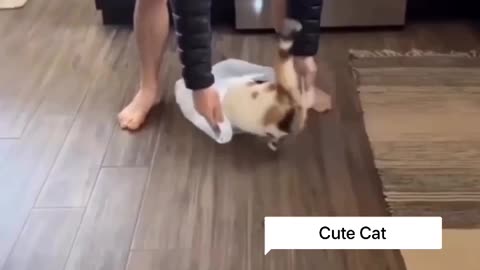 Cute cates in the polithen 😱 | Tran cat 🐈‍⬛