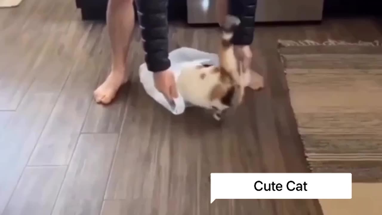 Cute cates in the polithen 😱 | Tran cat 🐈⬛