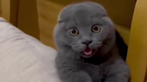 Funny cats video
