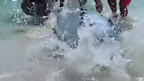 Beachgoers help stranded shark back into the water 🙏