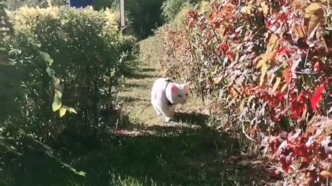 FUNNY CAT