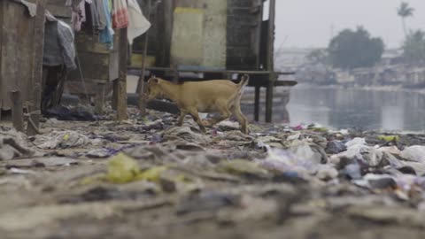 Goat on Rubbish Nigeria 01