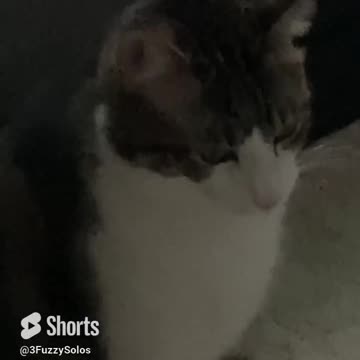 Yawn or roar? Han is actually a gentle soul #CatRoar #CatShort