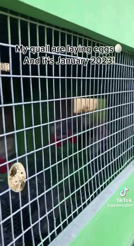 Electro culture helps quals