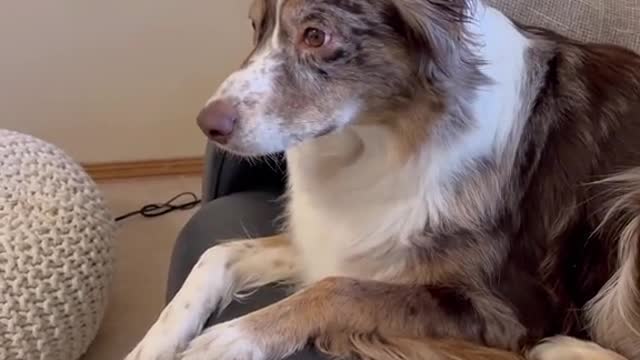 Funny dogs funny dogs video funny video dogs trening