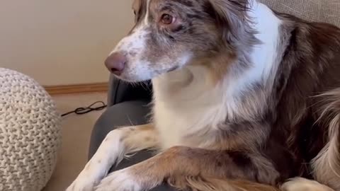 Funny dogs funny dogs video funny video dogs trening