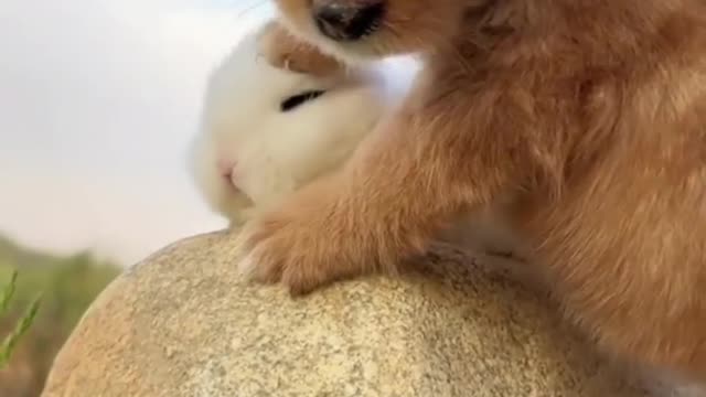 Little Puppy and snowy cute rabbit