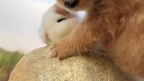 Little Puppy and snowy cute rabbit