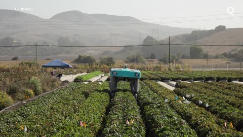 A Strawberry Counting Robot Made by Google X