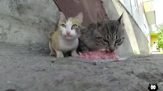 Homeless hungry cats feeting animal rescue videos