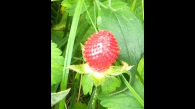 wild strawberry