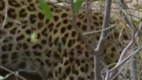 Leopard jumps from tree to get antelope