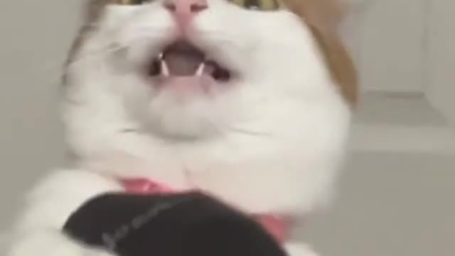 Cats Reaction to Smelling Owner's Foot /ᐠ｡ꞈ｡ᐟ\