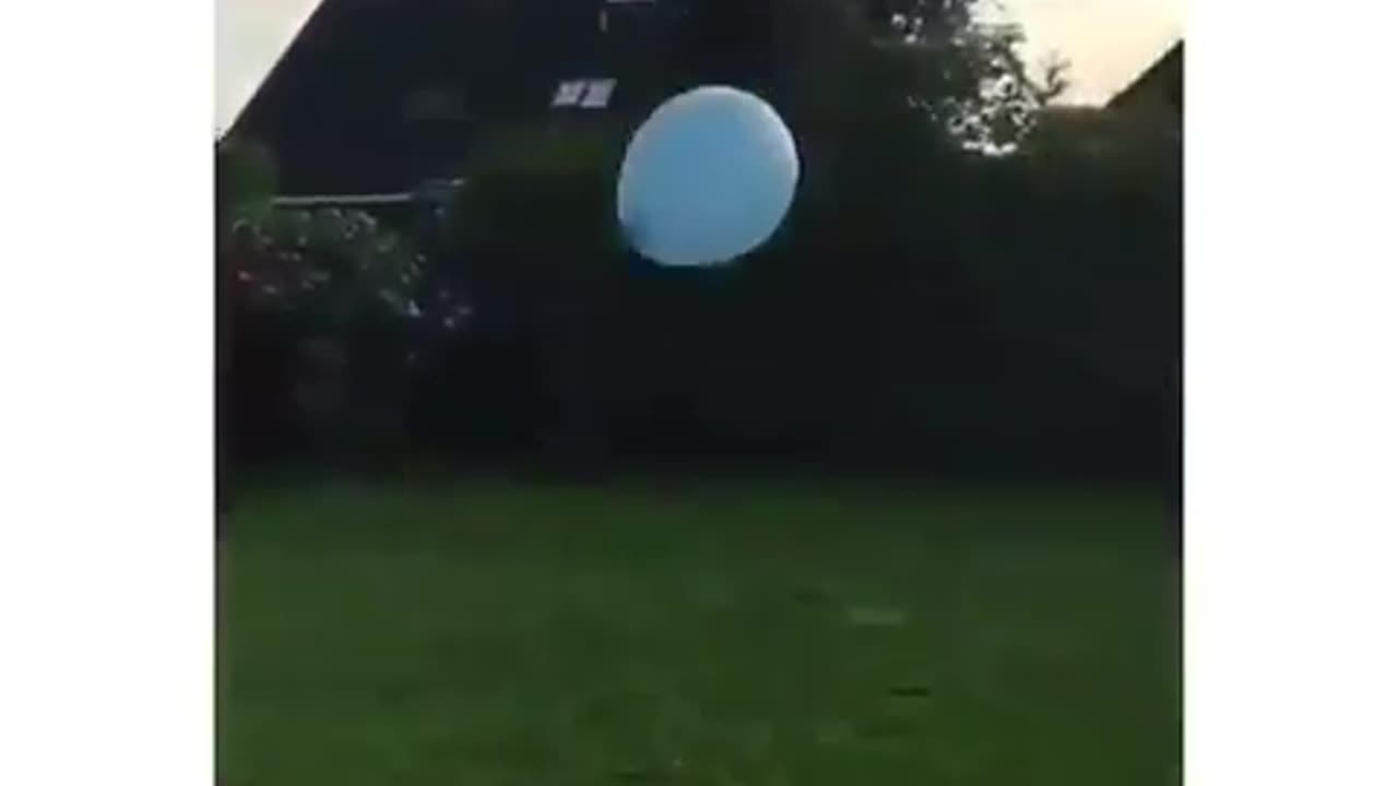 Dogs playing with balloon ! 😱