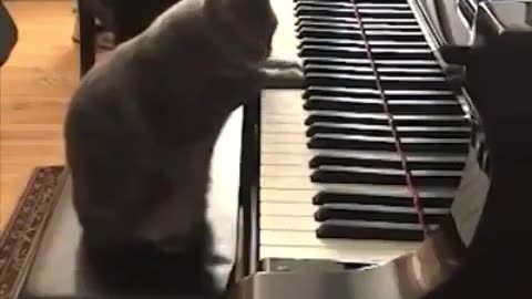 Cat playing piano😂😂😂