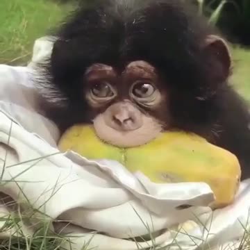 Pets, cats, dogs, and much more.