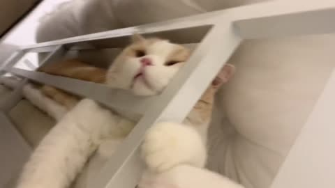 The cat hiding behind the shelf