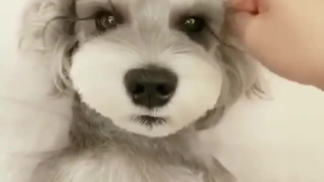 Beautiful Dog Video | Very Cute Dog