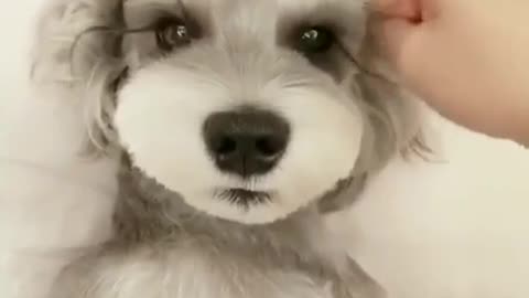 Beautiful Dog Video | Very Cute Dog