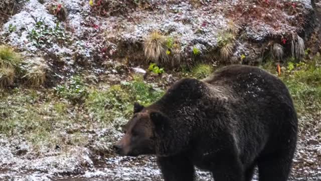 BLACK BEAR OR GRIZZLY BEAR?The most missed question.