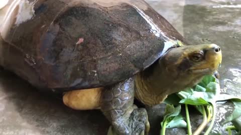 Turtle shower while eating