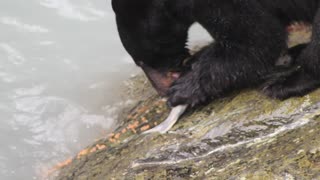 Black Bear Being Picky, Eating Only Caviar