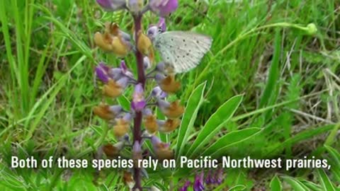 Keeping Purple on the Prairie [AUDIO DESCRIBED]_1