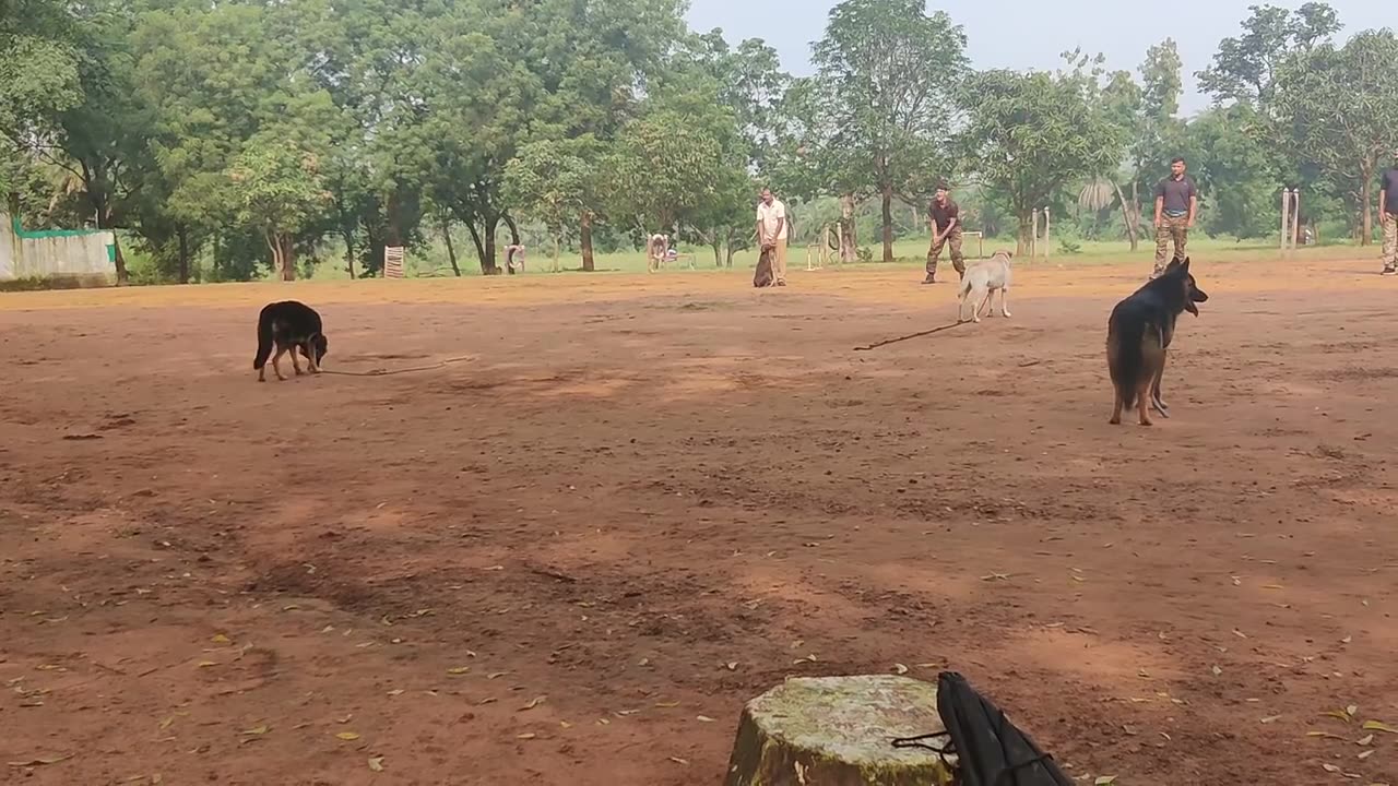 Wawoooo amazing 🐕 dogs training 👍👍