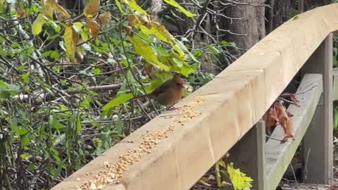 Female Cardinal having lunch