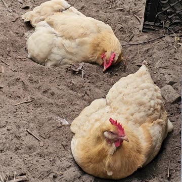 OMC! These spoiled hens could do this all day & sometimes they do! #hens #chickens #shorts #bathing