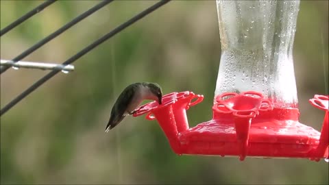 ULTIMATE Hummingbird Compilation - BE AMAZED