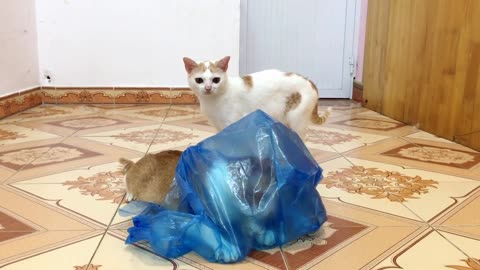 My Cats vs Blue Bag