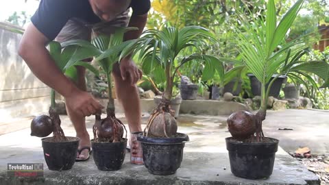 COCONUT BONSAI VARNISH