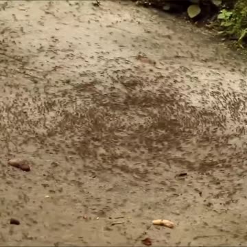 Муравьиный хоровод на выбывание