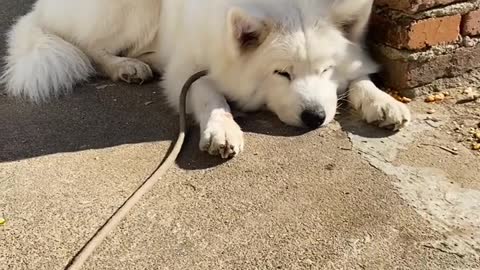 Samoyed jam