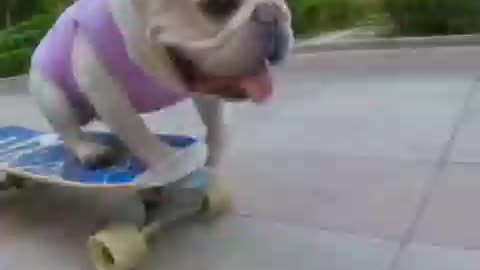 dog riding a skateboard.