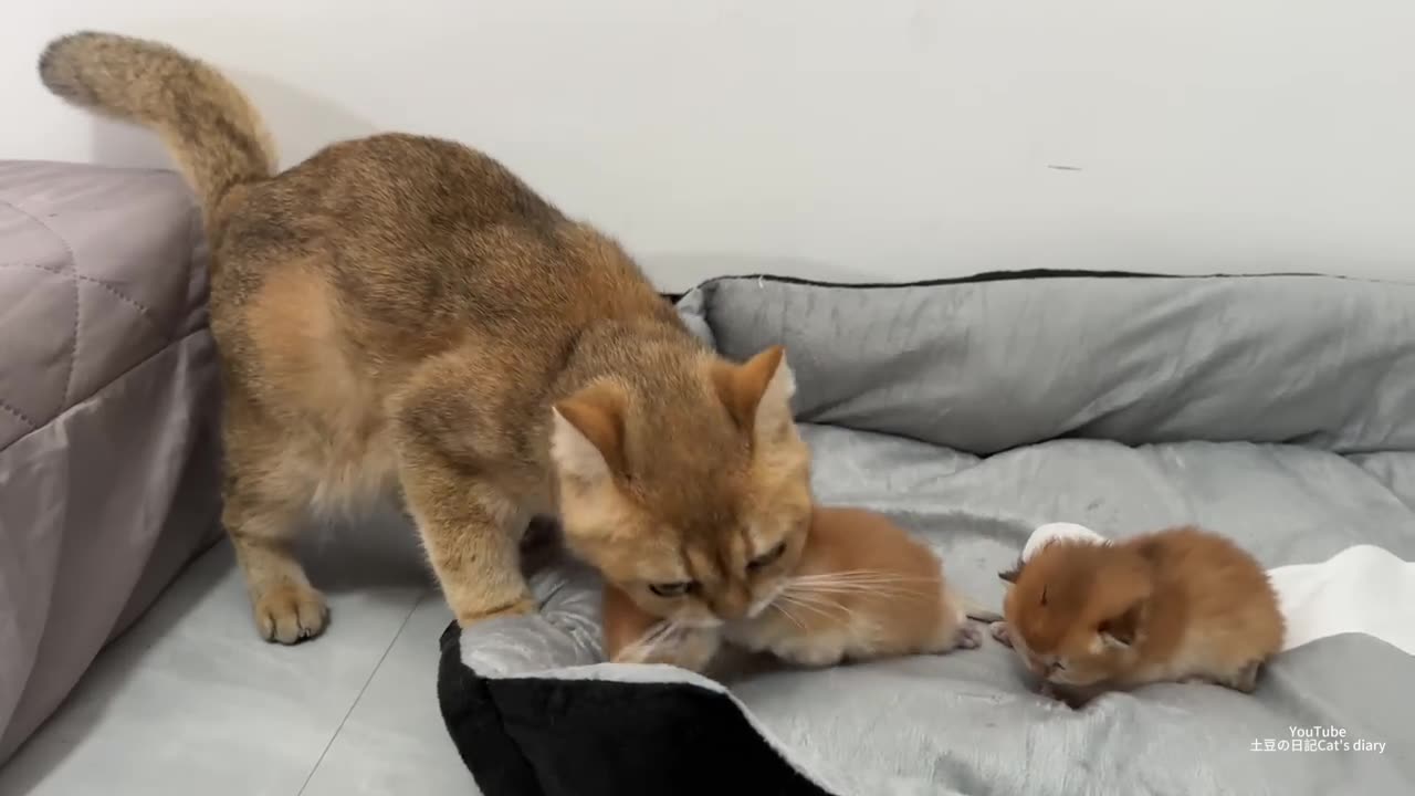 I was very moved! Cat father and mother cat take care of kittens together 😊. cute animal videos